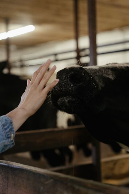 A person using their hand to gently stroke the nose of a black and white cow inside a barn or stable. The cow's head is close to the camera, with its moist nose and part of its face visible, while the background shows wooden structures and metal bars typical of a livestock holding area. The lighting is soft and natural, illuminating the scene with a warm tone. This image reflects aspects of home relocation or transportation of animals, relevant to services like those offered by Barnes Man and Van, highlighting careful handling during furniture or equipment moving processes within agricultural or rural settings.